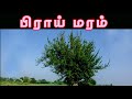 Streblus asper / பிராய் மரத்தின் மருத்துவம் /piraai tree medicine