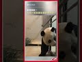 歡迎回家！ 旅美大熊貓美香一家回國後的最新影片來了 panda 美香 shorts