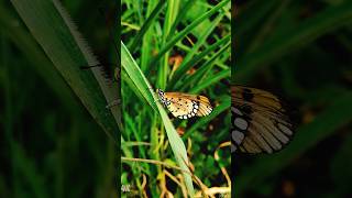 Beautiful Butterfly😱| Amazing Insects | Stunning | Insect Zoom | #shortvideo #butterfly #nature