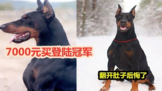 7000元买只登陆冠军杜宾犬，以为捡到便宜，翻开狗肚子一看被骗了Buy race Labrador cheated