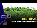 HARGA MELONJAK, PETANI CABAI PANEN LEBIH AWAL | KABAR JEMBER