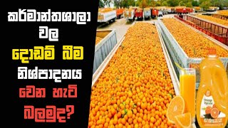 Kalu Sinhaya | කර්මාන්තශාලා වල දොඩම් බීම නිශ්පාදනය වෙන හැටි