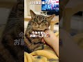 【21歳老猫ココさん】老猫のための7つの約束。今年も宜しくお願い致します。 cat 老猫 高齢猫 保護猫 ねこ キジトラ シニア猫 高齢猫 老猫ココ 老猫介護 認知症 お猫様