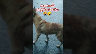 අසරණ සතුන් සුරකිමු🙏😭#dog #animals #pets #puppy