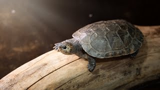 Madagascar big-headed turtle - The Magic of Madagascar