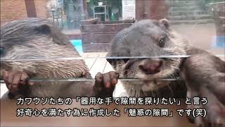 【伊勢シーパラダイス】カワウソちゃんたちの平和な日常