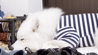 疲れすぎてそのまま玄関で寝落ちしてしまう犬【サモエド】