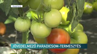 Jövedelmező paradicsom-termesztés – Erdélyi Magyar Televízió