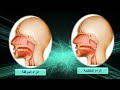 مخرج حرف الراء