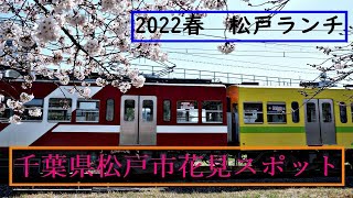 2022年・春　桜花見スポット(河津桜とソメイヨシノ)　千葉県松戸市　(松戸駅～馬橋～新松戸)電車が見える桜並木　松戸駅周辺おすすめグルメスポット