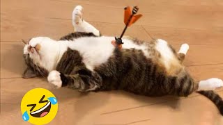 Funniest Animals 🤣 New Funny Cats and Dogs Videos 😹🐶 Part 39