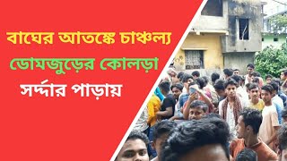 বাঘের আতঙ্কে চাঞ্চল্য ডোমজুড়ের কোলড়া সর্দ্দার পাড়ায়, ভাইরাল ভিডিও।