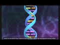 DNA replication in prokaryotic cell 3D animation with subtitle