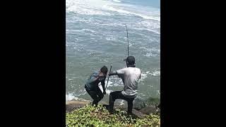 20 kg  തിരണ്ടി @ ചെല്ലാനം#viral #malayalam #fishing