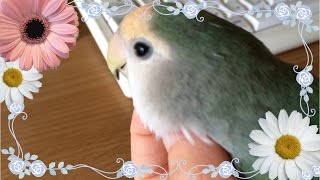 たくさんのメッセージをありがとうございました！　コザクラインコ・ぱせり