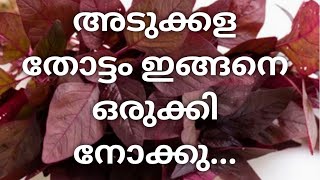 ഇങ്ങനെ ചെയ്താൽ അടുക്കള തോട്ടത്തിൽ എന്നും പച്ചക്കറി....💯