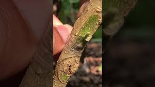 Mastering Bud Grafting EP175 #nature #gardening #fruitgrafting