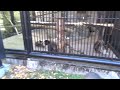 【大宮公園小動物園】ブラウンケナガクモザル　★2022.12.24★子供がいました。