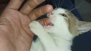 The cute kitten hanging my hand. cute kitty#cat #kitten #amaryadavratnesh