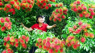 How to Harvest Rambutan, goes To Market Sell - Harvesting and Cooking |Tieu Vy Daily Life