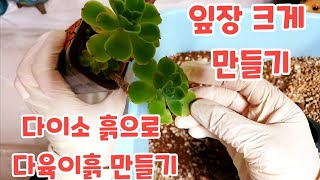 다이소 흙으로 다육이 얼큰이 만들기 다육이흙 만들기 Succulents 多肉植物 다육이 키우기