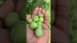 ඔයාගෙ එයත්, ඔයාව අවුස්සන්නෙ  මෙහෙමද? 🍎🍎😋🤗🤗  #fruits #nature #shorts