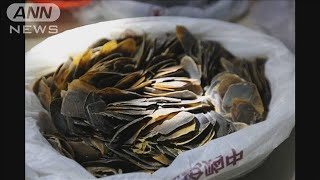 中国で希少動物「センザンコウ」の密輸グループ摘発(20/04/15)