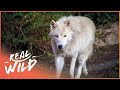 Pack Life At Yellowstone National Park | White Wolf | Real Wild