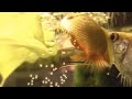 Honey Gourami Laying Eggs