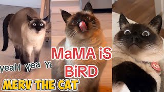 Merv the Cat’s Most Chaotic Moments | Merv the Cat Compilation