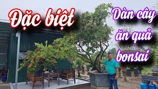 SH.7525. Bất ngờ với dàn cây ăn quả bonsai quá đẹp của Mạnh Cường. Đth liên hệ 038.928.1677.