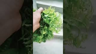 Fresh গাঁওৰ ঢেঁকীয়া শাক খোৱাৰ মজা a বেলেগ 🪴🪴🌱🌲☘️🌳😘😘🥰🥰😍😍❤️❤️