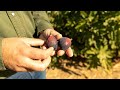 Do you know how figs are grown in California?