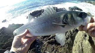 Autumn is coming and sea bass too [large sea bass fail!]