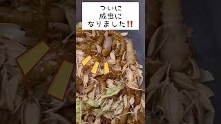 【ミルワーム繁殖記録】ついに…