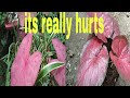 It's really hurts in flowers edition