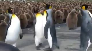 King Penguin Slaps Friends