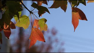 [ 4K ]  トウカエデの並木道  2020年秋