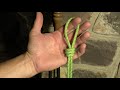 scaffold knot poacher s knot overhand noose knots