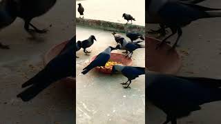 Crow food salty and cheese #birds_and_animal_sounds #birds #animalsounds #croweating #birdsounds