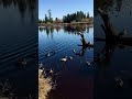 beautiful lake larsen in bellevue washington