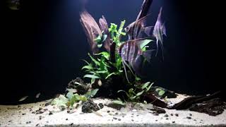 Acuario De Altums Río Atabapo | Altum Angelfish Tank 300L