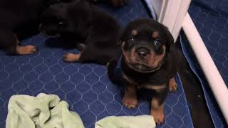 5 Week Old XXL Rottweilers