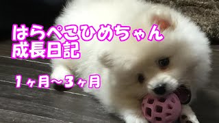 【成長日記】【ひめちゃんねる】【ミックス犬】【日本スピッツ×ポメラニアン】　生後１ヶ月～３ヶ月