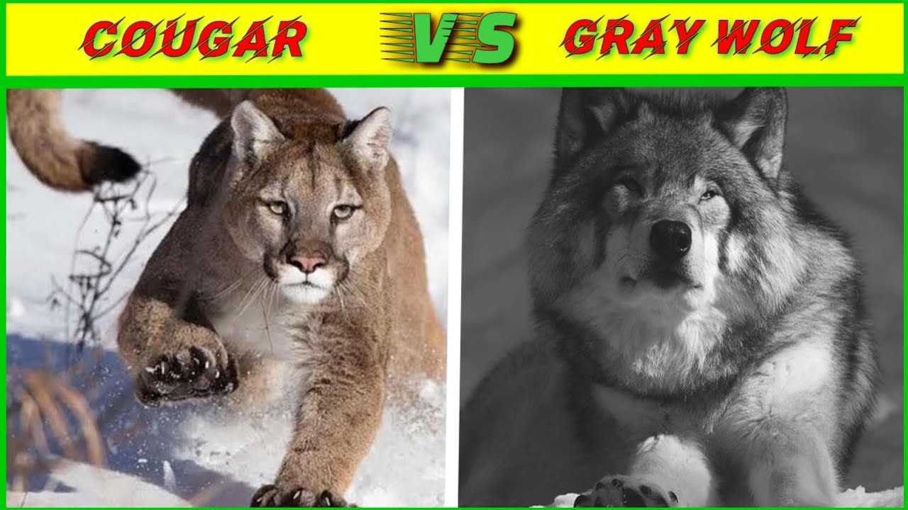 Wolf Vs Cougar