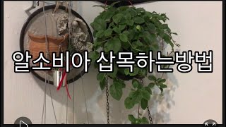 알소비아 디안티폴리아 alsobia dianthiflora 삽목하는방법