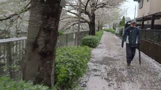 お花見散歩　春の嵐の後で　石神井川の桜　2024/04/09  a3