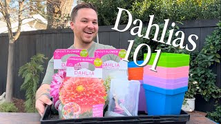 Watch This Before Growing Your Dahlias! Don’t Waste Your Money! 🌱 || Visit Our Garden