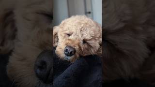 眠気に抗う犬 #shortvideo #shorts #ショート #トイプードル #dog #toypoodle #犬のいる生活 #愛犬