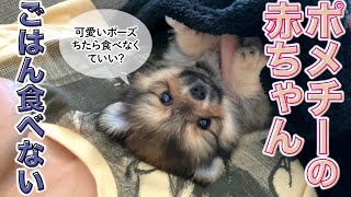 【ポメチー】子犬がごはんを食べません【共働き夫婦】